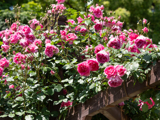 満開に咲いた鮮やかなピンクの薔薇