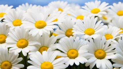 a row of daisies and some daisies flowers close up
