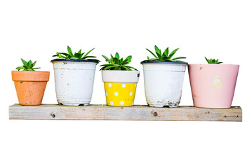 Terracotta pot on wooden shelf for cactus and succulent plants isolated on transparent background.