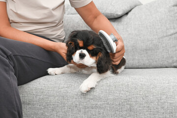 woman is sitting on the couch with her puppy and combing her fur in the living room of the house