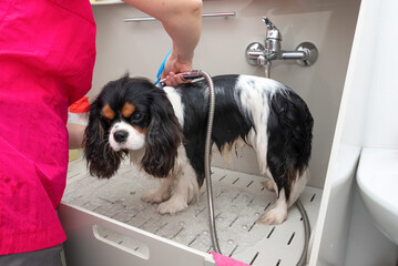 portrait of Cavalier King Charles spaniel dog taking shower with shampoo. dog takes bubble bath in...
