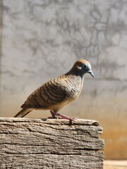 Serenity on the Log: A bird's Tranquil Moment.