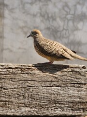 Serenity on the Log: A bird's Tranquil Moment.