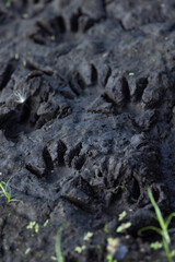 Animal tracks in the mud at Myakka River State Park, Florida. I believe these belong to a raccoon, but please check with an expert if accuracy is important to your project.