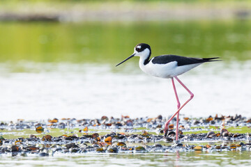 A black-necked stilt (Himantopus mexicanus) at Myakka River State Park, Florida