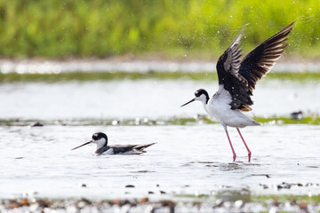 A black-necked stilt (Himantopus mexicanus) at Myakka River State Park, Florida