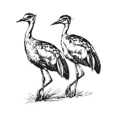 Bustard Bird Black and White Image vector on white background