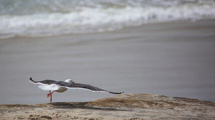 California Seagull Launch