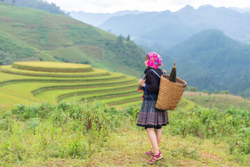 woman Vietnam traditional dress walking in rice field