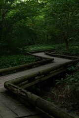 森の中の端を渡る