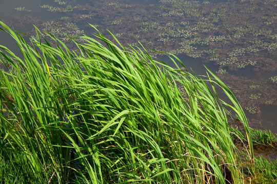 View of the grasses at the pond