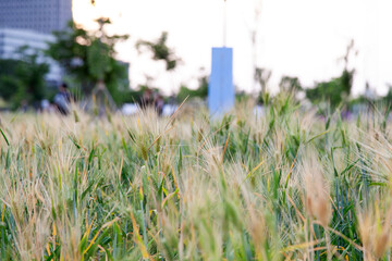 View of the barley in the park