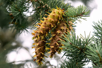Young fir cones in a city park.
