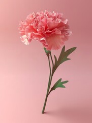 pink carnation flower