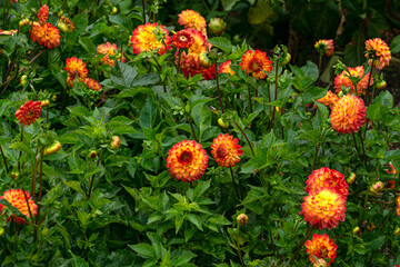 Bright orange terry dahlias in a flowerbed in the garden.