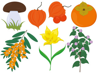 Collection of different plants and flowers for collages