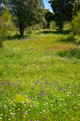 Fototapeta premium campo de flores silvestres: acianos y amapolas, símbolos de la biodiversidad y la agricultura ecológica