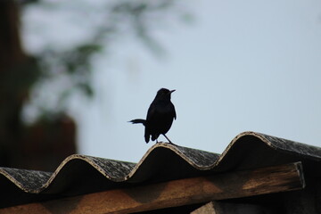 crow on a roof
