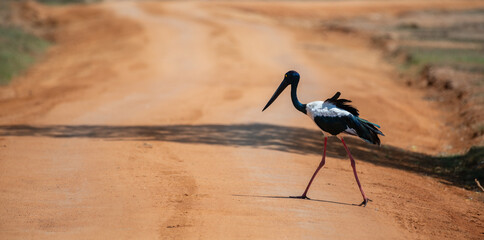 Black-necked Stork crossing the dirt road at Yala National Park. The tallest and rarest bird in Sri Lanka.