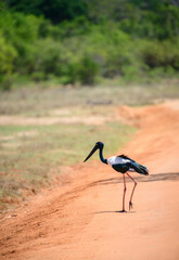 Black-necked Stork crossing the dirt road at Yala National Park. The tallest and rarest bird in Sri Lanka.