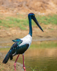 Black-necked Stork foraging at shallow water pond at Yala National Park. Close-up portrait photo of the tallest and rarest bird in Sri Lanka.