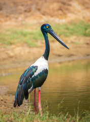 Black-necked Stork at Yala National Park. The largest and rarest bird in Sri Lanka.