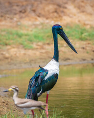 Black-necked Stork and the Great thick-knee size standing near each other at Yala National Park. The tallest and rarest bird in Sri Lanka.