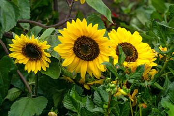 Ornamental sunflower flowers growing in a home garden.