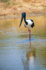 Black-necked Stork fishing at Yala National Park. The largest and rarest bird in Sri Lanka.