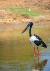 Black-necked Stork foraging at shallow water pond at Yala National Park. Close-up portrait photo of the largest and rarest bird in Sri Lanka.