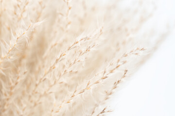 Macro capture of delicate fluffy beige flower with buds and branches against a light background