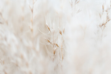 Delve into the intricate details of a fluffy romantic dry beige flower, complete with buds and branches, against a light background in macro photography