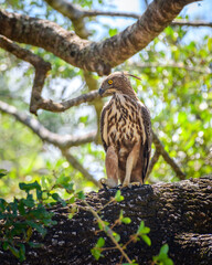 Crested hawk-eagle (Nisaetus cirrhatus) perch at Yala National Park.