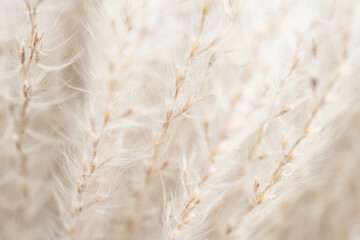 Experience the romance of a fluffy beige flower with buds and branches in macro detail against a...