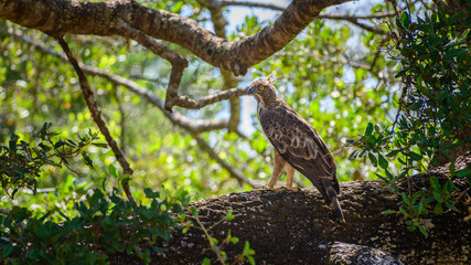 Crested hawk-eagle (Nisaetus cirrhatus) perch at Yala National Park.