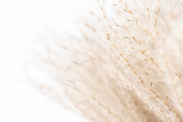  Fluffy romantic dry beige flower with buds and branches on light background macro