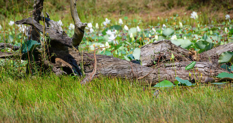 Purple heron standing tall on the grassy bank near a fallen tree at Yala National Park.