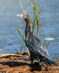 Little cormorant stands on the muddy river bank at Yala National Park.