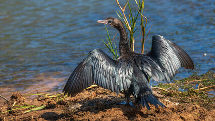 Little cormorant drying up wings on the muddy river bank at Yala National Park.