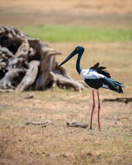 Black-necked Stork at Yala National Park. The largest and rarest bird in Sri Lanka.