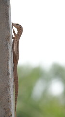lizard on a wall photography 