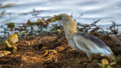 Indian pond heron eating a frog at Yala National Park.