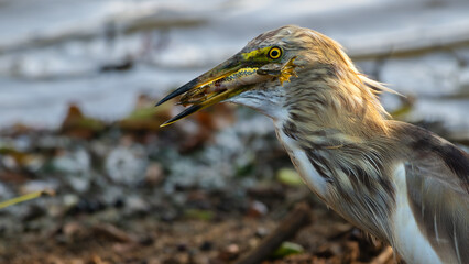Indian pond heron eating a frog at Yala National Park.
