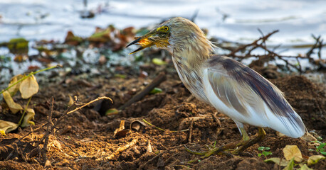 Indian pond heron eating a frog at Yala National Park.