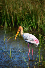 Painted stork wading in the marsh at Yala National Park.