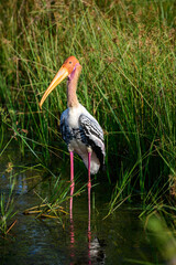 Painted stork standing still portrait at the marsh at Yala National Park.