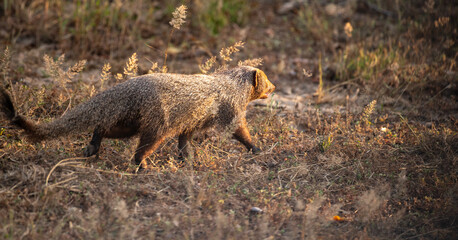 Ruddy mongoose foraging in the evening at Yala National Park.