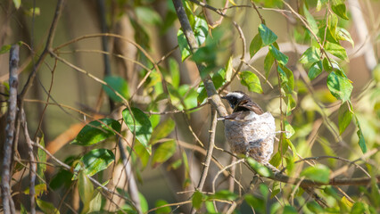 White-browed fantail nest in the Yala National Park.