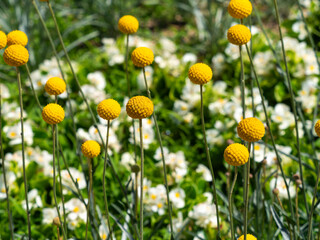 花壇に咲くクラスペディア