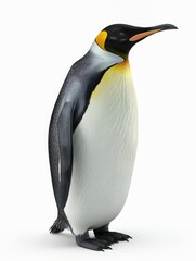 Obraz premium penguin isolated on white background